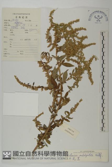 牛尾蒿藏品圖，第1張