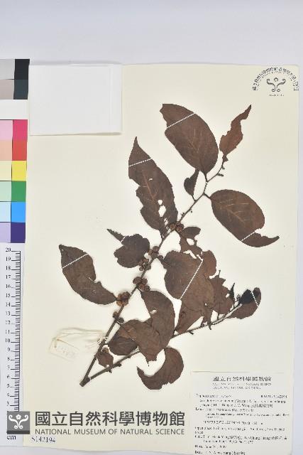 披針葉饅頭果藏品圖，第1張