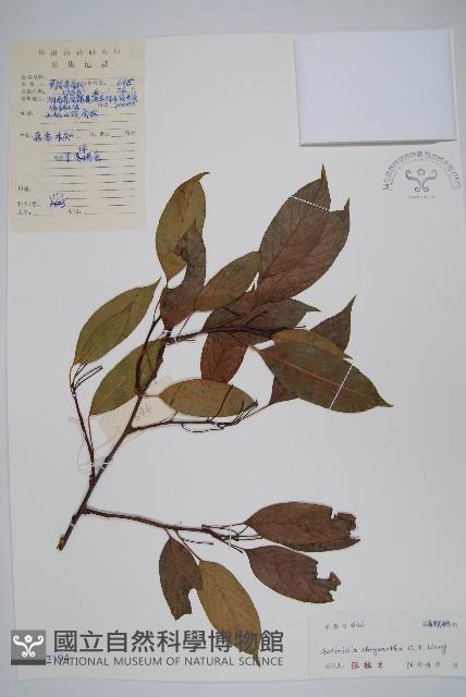 金花獼猴桃藏品圖，第1張