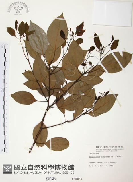 樟樹藏品圖，第1張