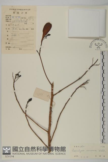 欖李藏品圖，第1張