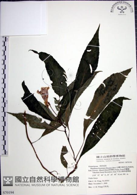 角桐草、台灣半蒴苣苔藏品圖，第1張