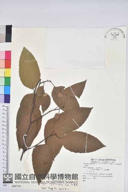 水青岡藏品圖，第1張