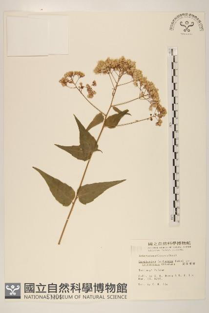 琉球澤蘭藏品圖，第1張