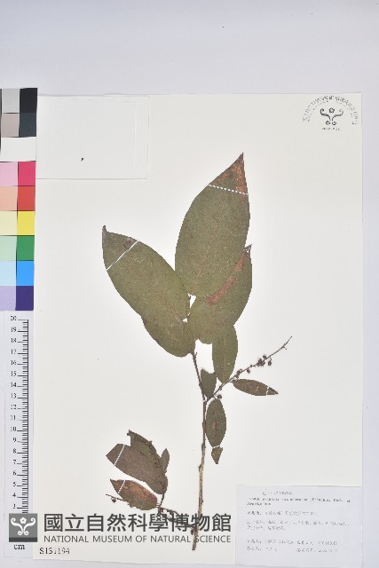 毛果珍珠花藏品圖，第1張