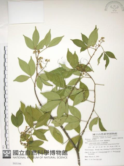 飛龍掌血藏品圖，第1張