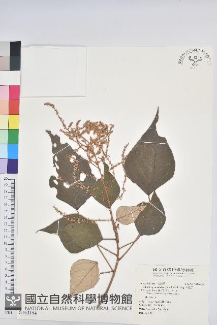 白匏子藏品圖，第1張