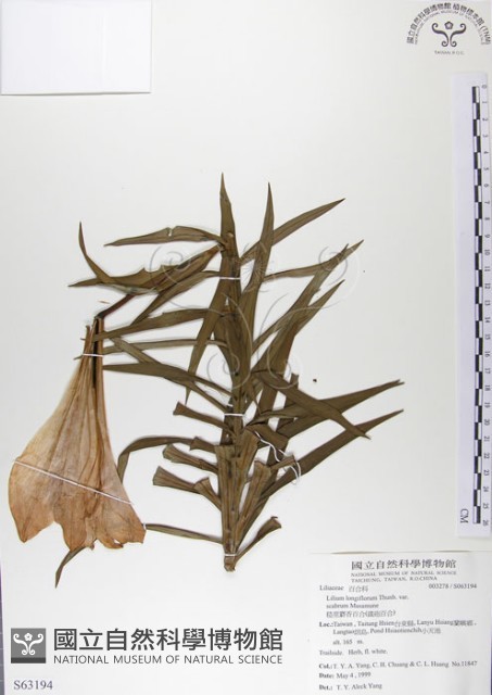 粗莖麝香百合、糙莖麝香百合、鐵炮百合藏品圖，第1張