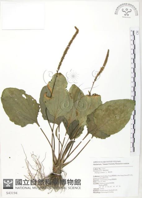 車前草藏品圖，第1張