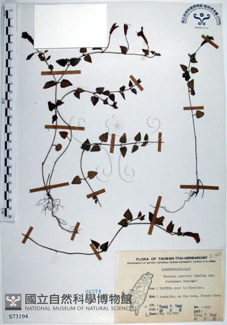 倒地蜈蚣、四角銅鑼藏品圖，第1張