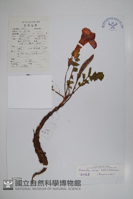 滇川角蒿藏品圖，第1張