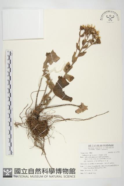 山菊藏品圖，第1張