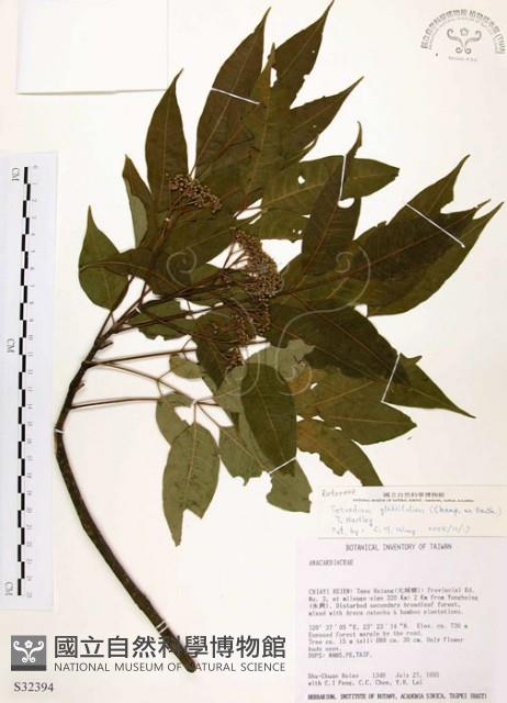 賊仔樹藏品圖，第1張