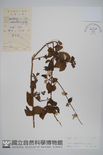 蔓雞冠、絹毛莧藏品圖，第1張