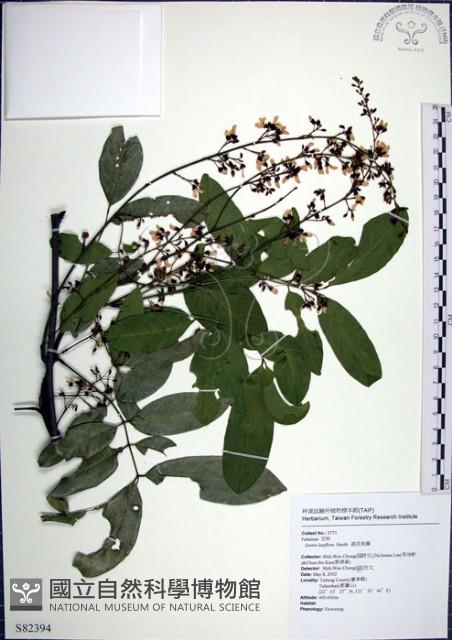 疏花魚藤藏品圖，第1張