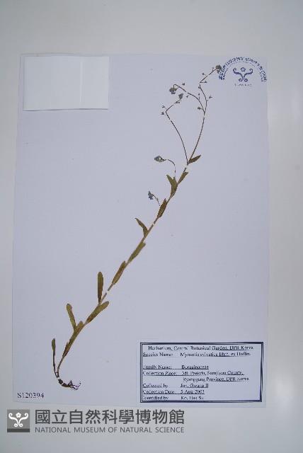 勿忘草藏品圖，第1張