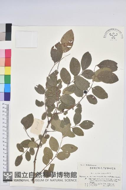 青灰葉下珠藏品圖，第1張