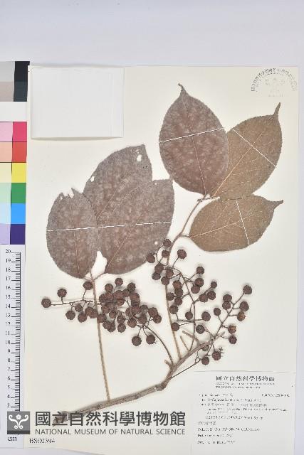 無刺伏牛花藏品圖，第1張