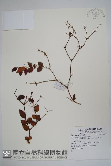 登錄號:S081394藏品圖，第1張