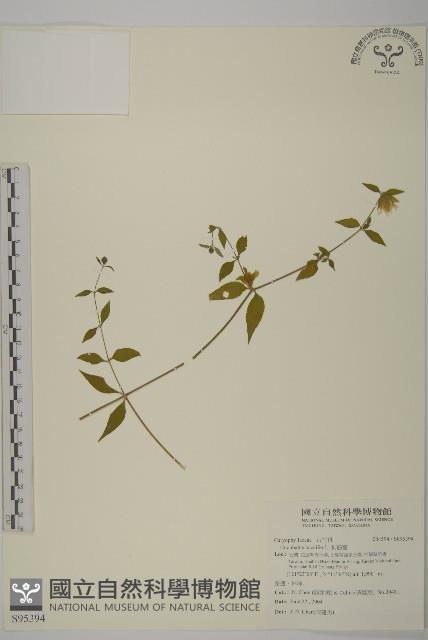 狗筋蔓藏品圖，第1張