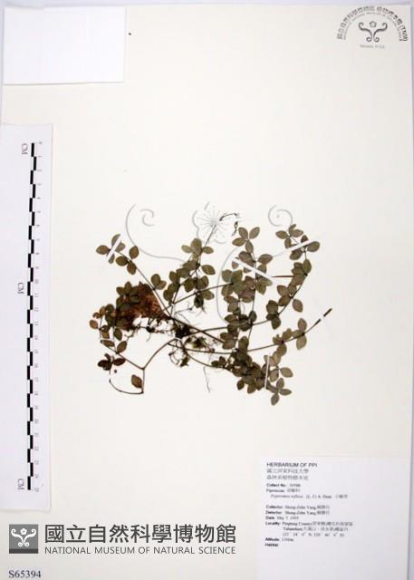 小椒草藏品圖，第1張