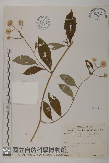 大頭艾納香藏品圖，第1張