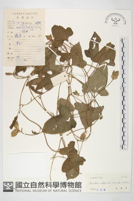 豬菜藤藏品圖，第1張