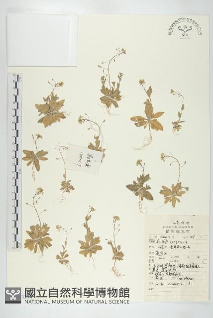 葶藶藏品圖，第1張