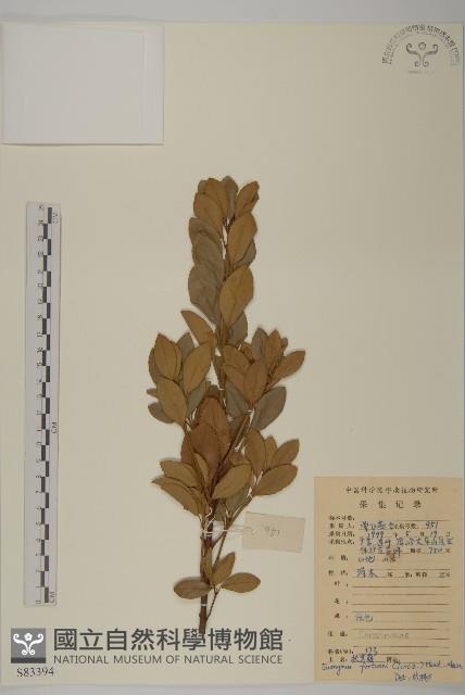 扶芳藤藏品圖，第1張