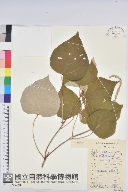 白背葉藏品圖，第1張