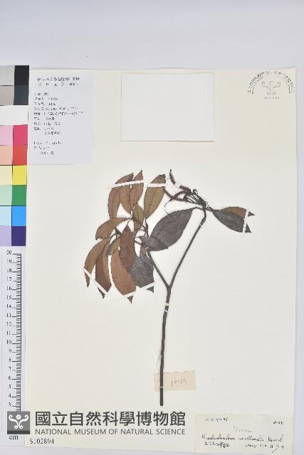 絲線吊芙蓉藏品圖，第1張