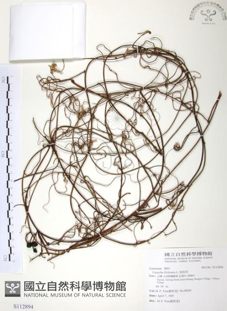 無根草藏品圖，第1張