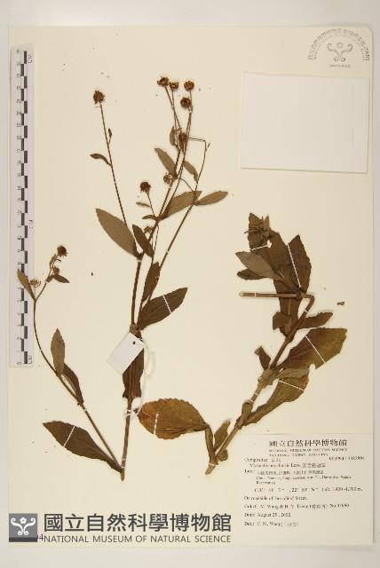 圓舌粘冠草藏品圖，第1張