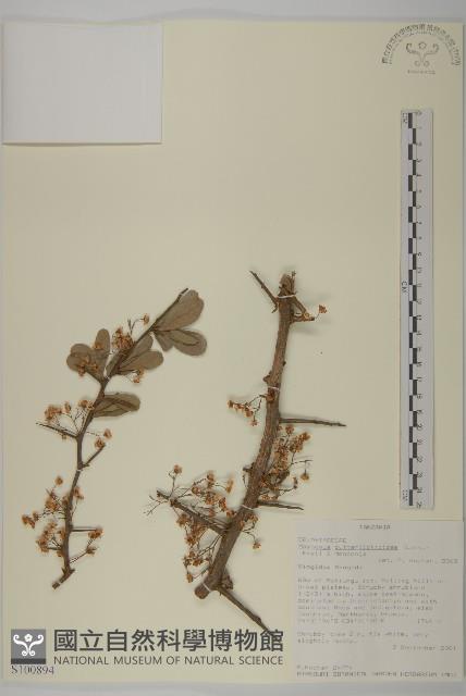 登錄號:S100894藏品圖，第1張