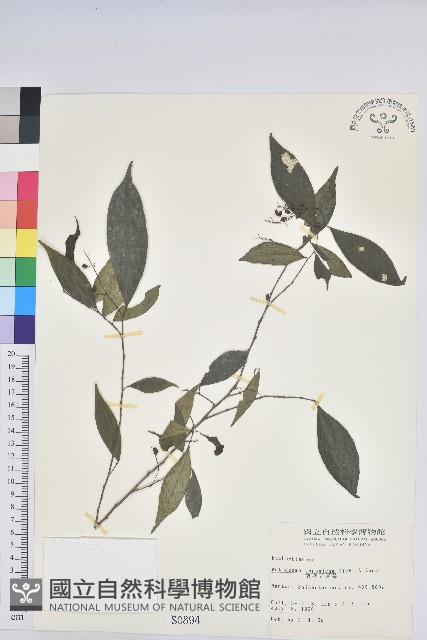 日本五月茶、南投五月茶藏品圖，第1張