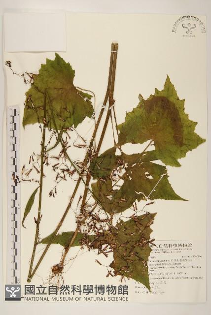 臺灣福王草藏品圖，第1張