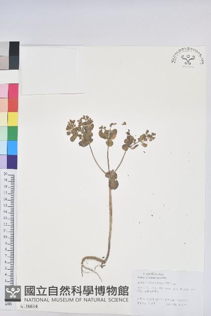 澤漆藏品圖，第1張