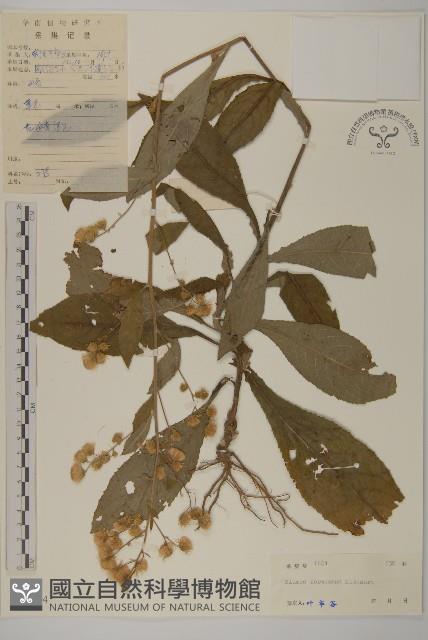 裡白艾納香藏品圖，第1張