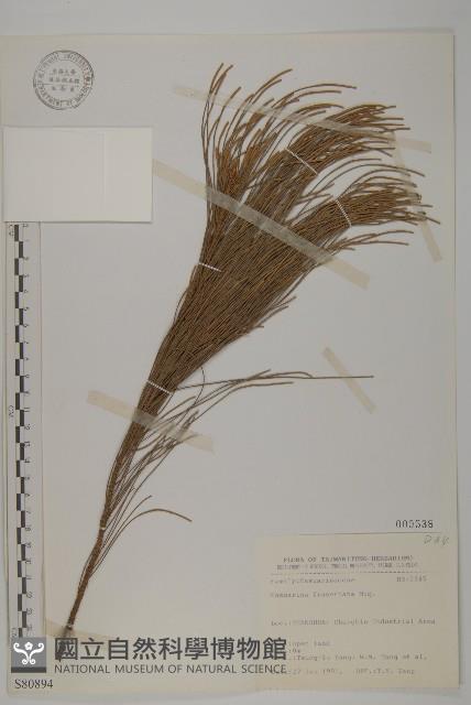 佛氏木麻黃藏品圖，第1張