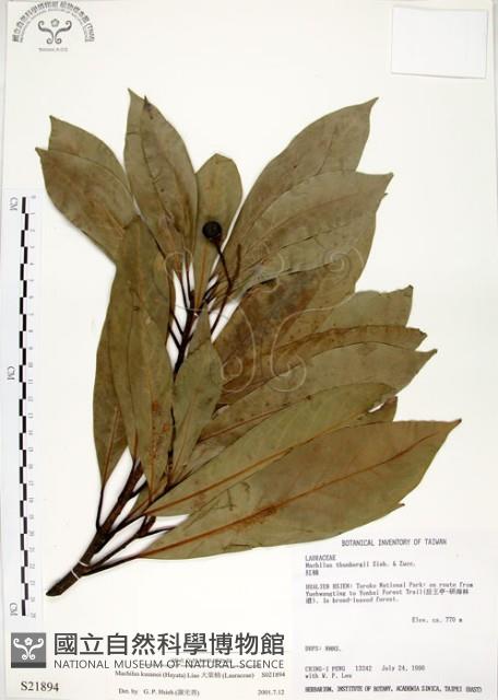 大葉楠藏品圖，第1張