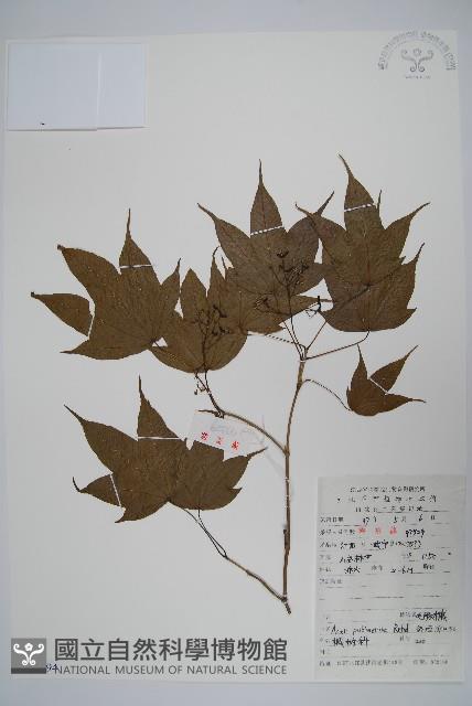 毛脈槭藏品圖，第1張