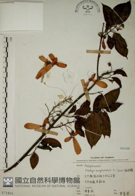 猿尾藤藏品圖，第1張