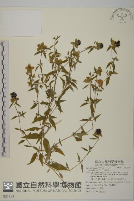 狗筋蔓藏品圖，第1張