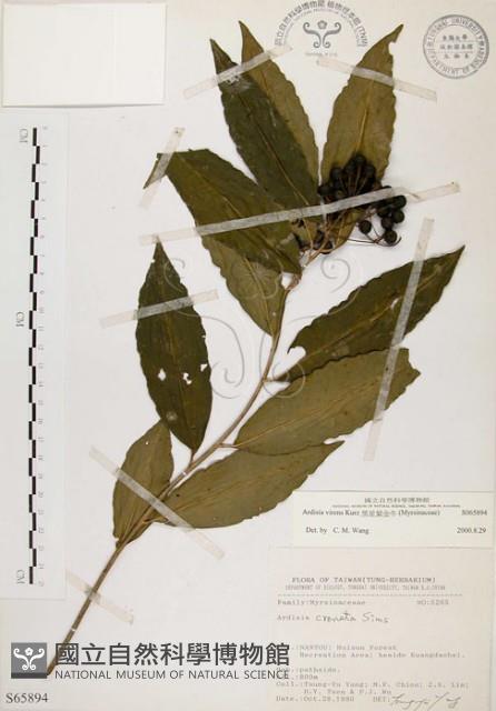 黑星紫金牛藏品圖，第1張