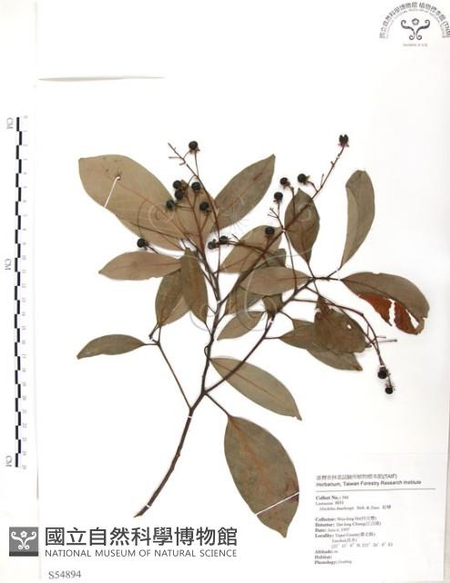 豬腳楠藏品圖，第1張