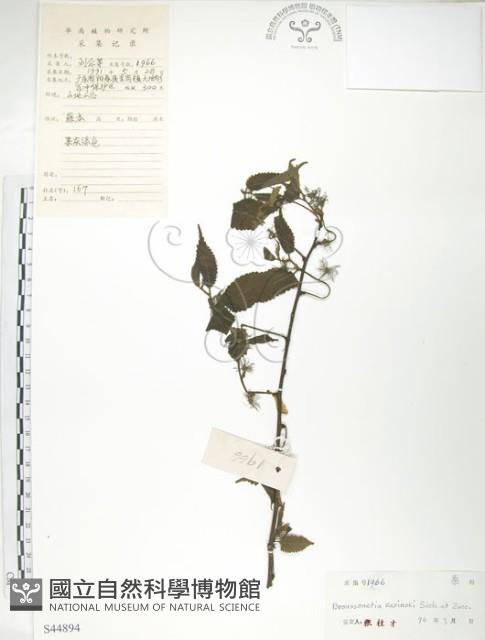 楮樹藏品圖，第1張