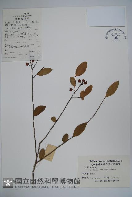 茶果冬青藏品圖，第1張