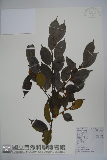 尾葉冬青藏品圖，第1張