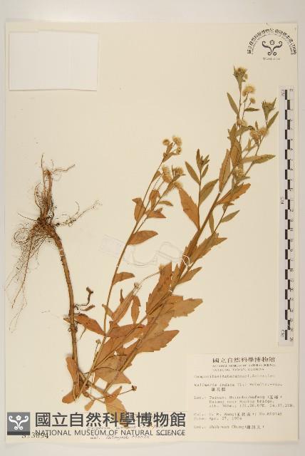 白頂飛蓬藏品圖，第1張