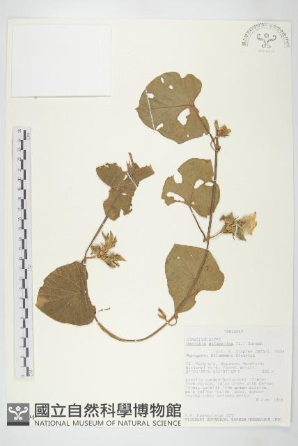 吊鐘藤藏品圖，第1張